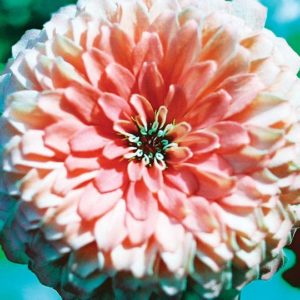 Zinnia, Enchantress (California Giant)