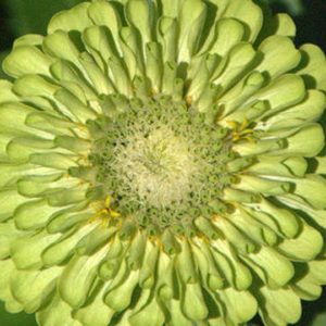 Zinnia, Envy (Fancy)