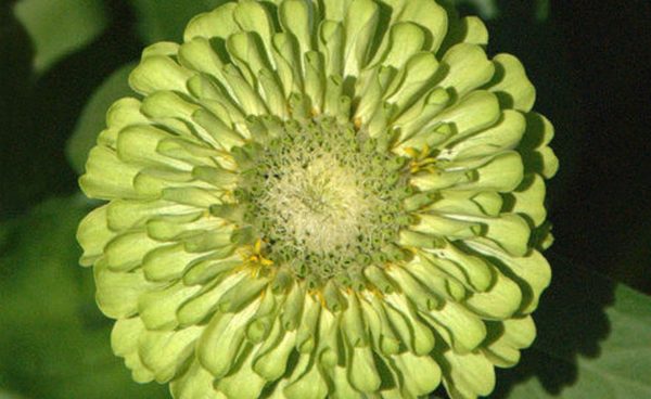 Zinnia, Envy (Fancy)