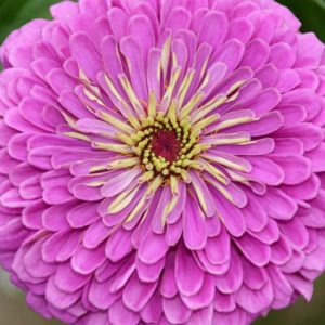 Zinnia, Lavender Queen (California Giant)