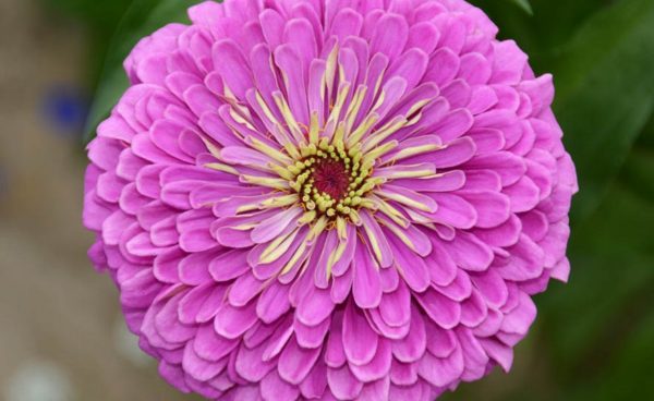 Zinnia, Lavender Queen (California Giant)
