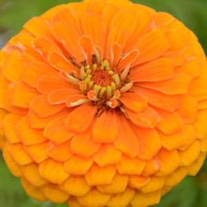 Zinnia, Orange King (California Giant)