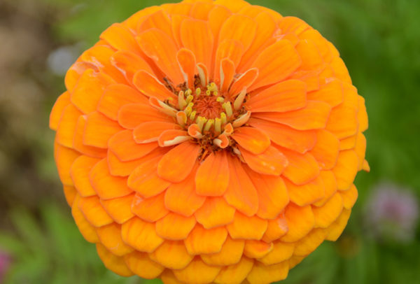 Zinnia, Orange King (California Giant)