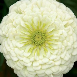 Zinnia, Purity White (California Giant)