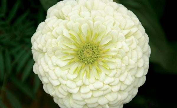 Zinnia, Purity White (California Giant)