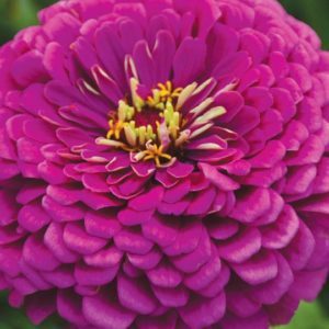 Zinnia, Royal Purple (Giant Dahlia)
