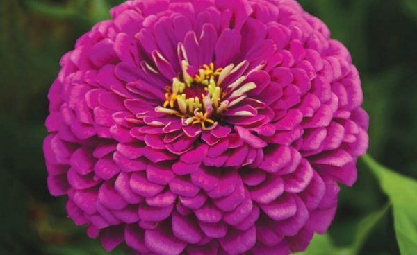 Zinnia, Royal Purple (Giant Dahlia)
