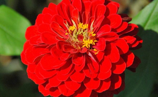 Zinnia, Scarlet King (California Giant)