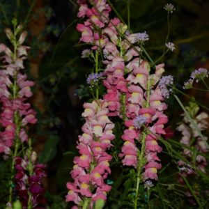 Snapdragon, Tall Double Mix
