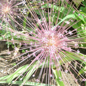 Allium Schubertii