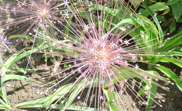 Allium Schubertii