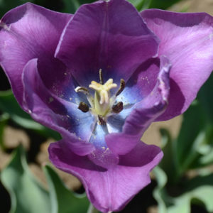 Single Late Tulip, Bleu Amiable