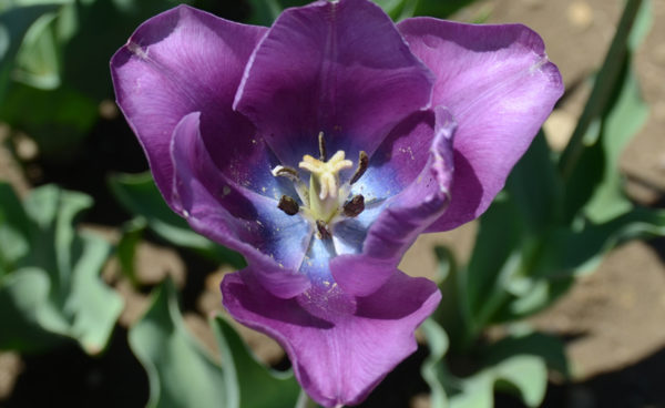 Single Late Tulip, Bleu Amiable