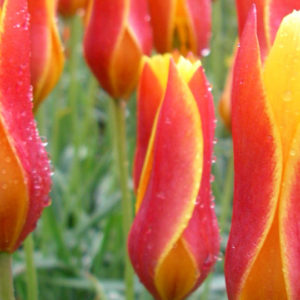 Species Tulip, Clusiana var. Chrysantha