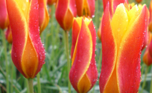 Species Tulip, Clusiana var. Chrysantha