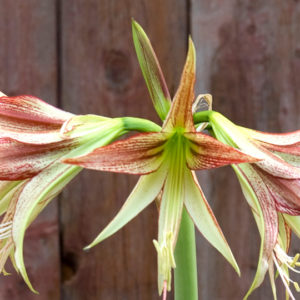 Winter-Flowering Exotic Dutch Cybister Amaryllis, Emerald
