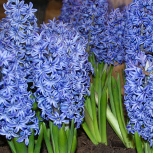 Hyacinthus orientalis, Delft Blue