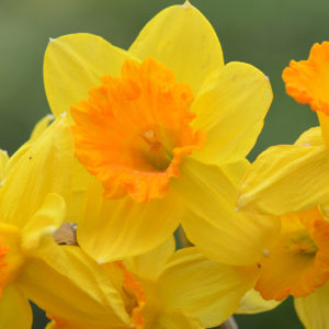Large Cupped Narcissus, Fortune
