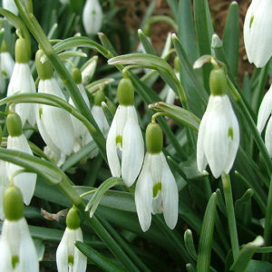 Galanthus, Elwesii