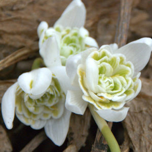 Galanthus Flore Pleno