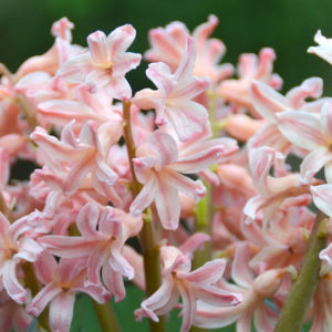 Hyacinthus orientalis, Gypsy Queen