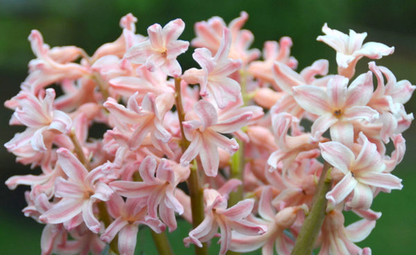 Hyacinthus orientalis, Gypsy Queen