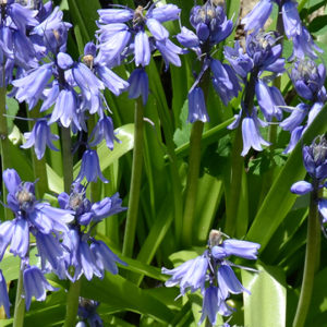 Hyacinthoides, Non-Scripta