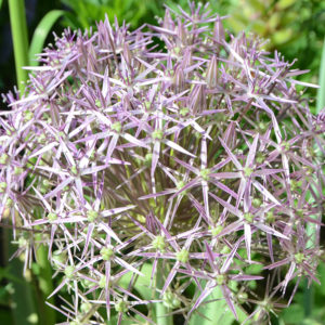 Allium Rosenbachianum