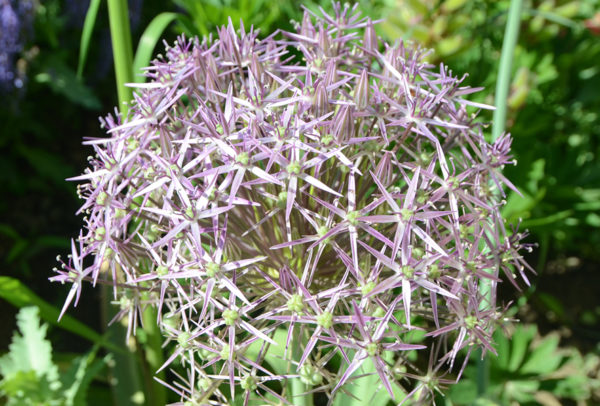 Allium Rosenbachianum