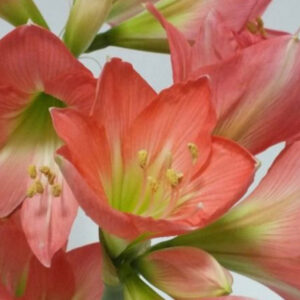 Christmas-Flowering Miniature Double Amaryllis, Belladonna