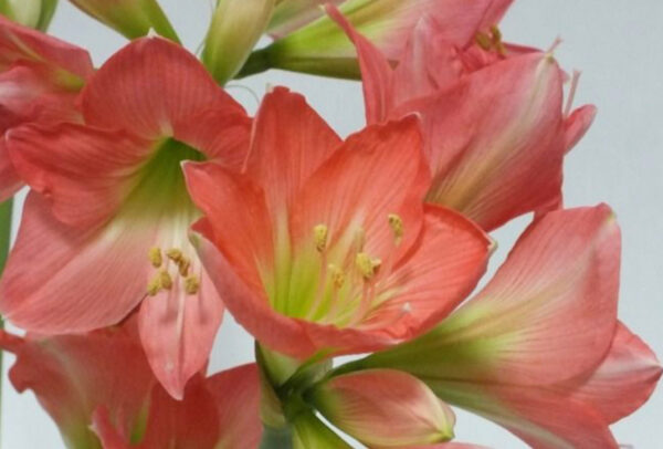 Christmas-Flowering Miniature Double Amaryllis, Belladonna