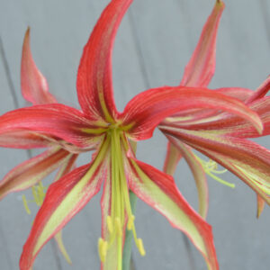 Winter-Flowering Exotic Dutch Cybister Amaryllis, La Paz