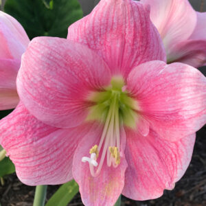 Christmas-Flowering Single Amaryllis, Amalfi