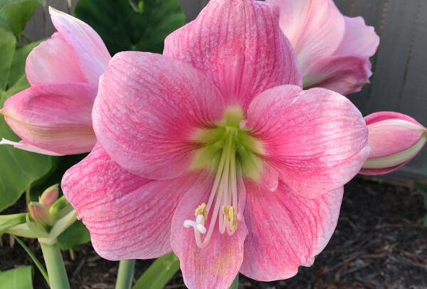 Christmas-Flowering Single Amaryllis, Amalfi