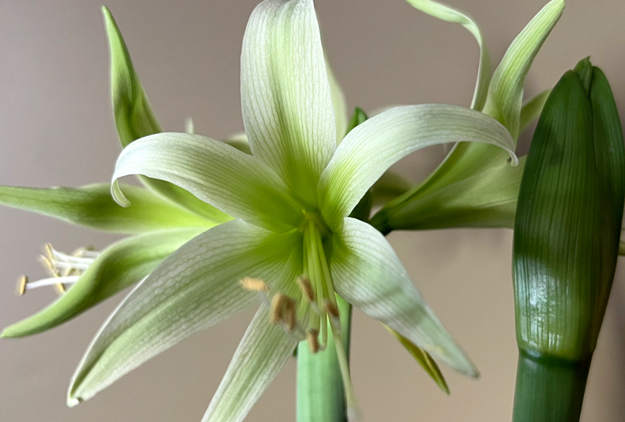 Winter-Flowering Exotic Dutch Cybister Amaryllis, Evergreen