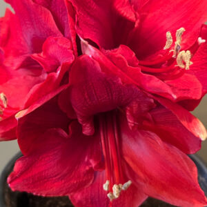 Christmas-Flowering Single Amaryllis, Merry Christmas
