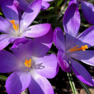 Crocus, tommasinianus Ruby Giant - 10pk