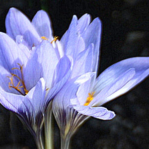 Crocus, Saffron