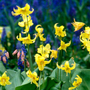 Erythronium Tuoluminense Pagoda