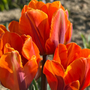 Single Early Tulip, Princess Irene