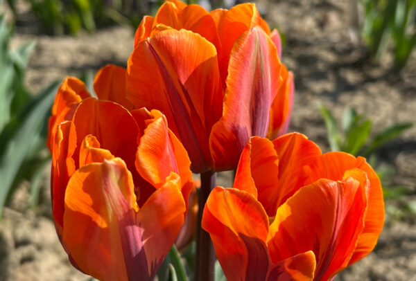 Single Early Tulip, Princess Irene