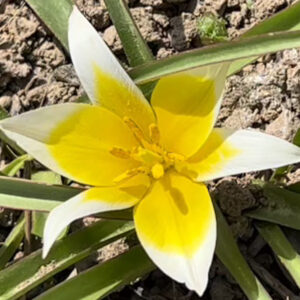 Species Tulip, Daystemon