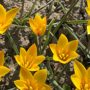 Species Tulip, Kolpakowskiana