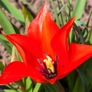 Species Tulip, Linifolia