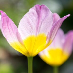 Species Tulip, Saxatilis