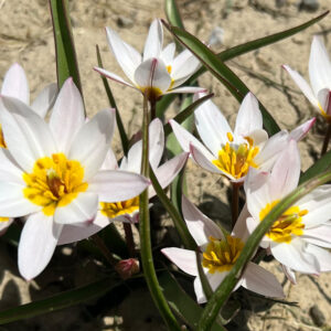 Species Tulip, Turkestanica