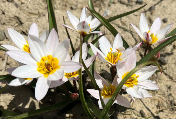 Species Tulip, Turkestanica