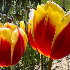 Single Early Tulip, Keizerkroon