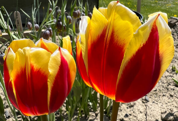 Single Early Tulip, Keizerkroon