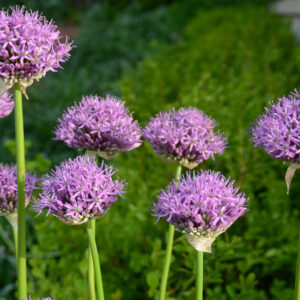 Allium Aflatunense